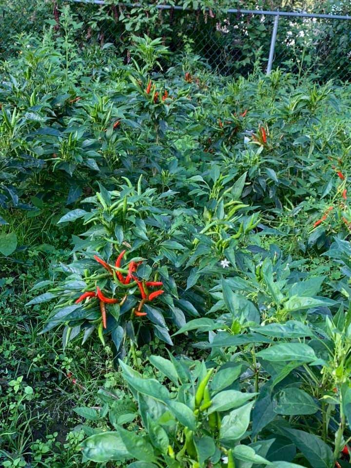 Hành lá amp;#34;khổng lồamp;#34; nhà Phạm Thanh Thảo làm mọi người tròn mắt, chồng đại gia mát tay trồng đủ loại trong vườn biệt thự - 14