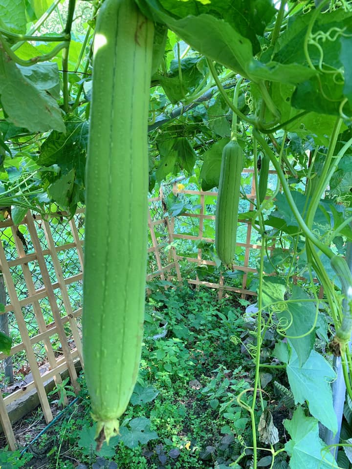 Từ nhiều năm trước, đại gia Sơn Võ - chồng Phạm Thanh Thảo đã khoe thành quả trồng trọt rất khả quan. Để vườn có nhiều ánh nắng, anh đã cưa luôn 4 cây cổ thụ to xung quanh để đỡ che mất rau, cây trái bên dưới.