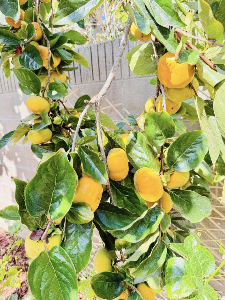 Loại cây trấn trạch hút lộc lại còn ra quả ngon ngọt được nhiều sao Việt trồng từ Việt Nam qua Mỹ - 14