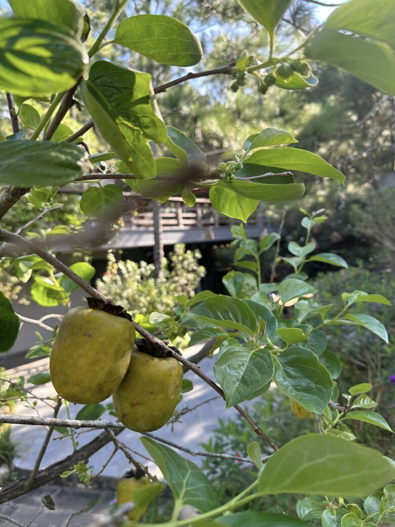 Góc chụp của người nghệ sĩ cũng rất đỗi lãng mạn, quả hồng căng mọng đón nắng sớm, trong khung cảnh nên thơ ngập đầy hơi thở thiên nhiên.