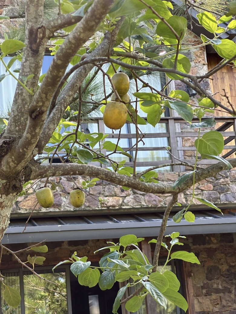 Loại cây trấn trạch hút lộc lại còn ra quả ngon ngọt được nhiều sao Việt trồng từ Việt Nam qua Mỹ - 3