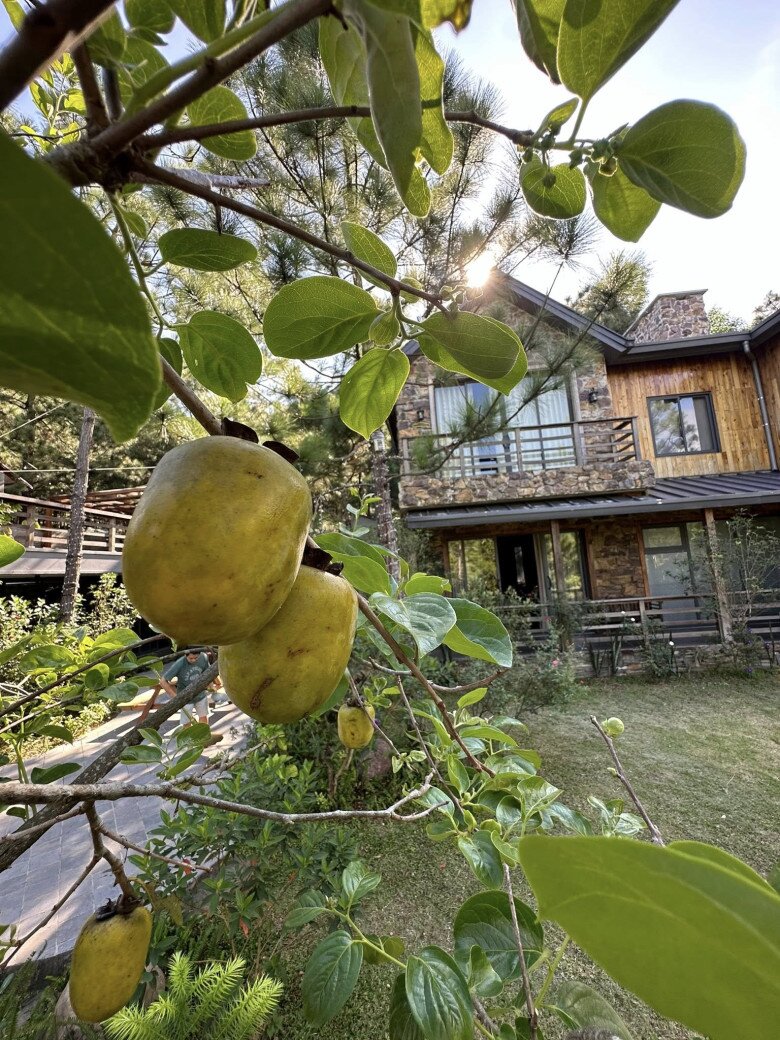 Cây hồng trong khu vườn của Trọng Tấn đậu quả tròn trịa, cành lá xanh mướt. Qua hình ảnh cũng lộ diện căn nhà đá mộc mạc mang phong cách châu Âu.