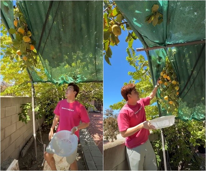 Loại cây trấn trạch hút lộc lại còn ra quả ngon ngọt được nhiều sao Việt trồng từ Việt Nam qua Mỹ - 17