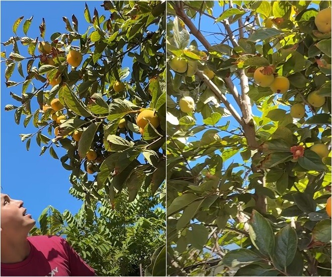 Đây là giống hồng giòn, nam ca sĩ kiêm diễn viên hái trái chín cây xuống là ăn được ngay. Không chỉ đẹp mắt, hồng trong vườn nhà còn là “chứng nhân” với các nghệ sĩ qua từng mùa, không cần chăm sóc kỹ mà ra trái được lâu dài qua nhiều năm.