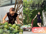 Nhà đẹp - Mỹ Tâm thu hoạch nhiều xoài ở nhà vườn, cuộc sống hưởng thụ bao người mơ ước tại cơ ngơi hàng nghìn m2