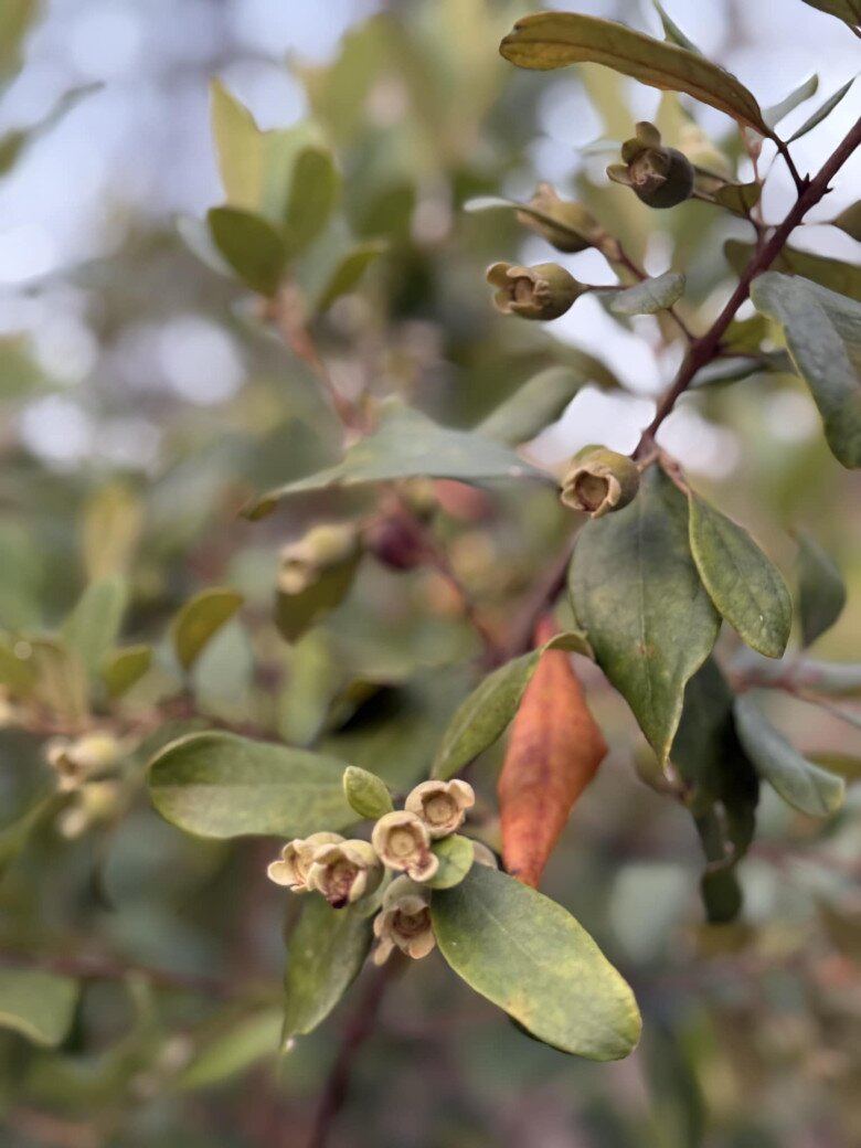 Mỹ Tâm thu hoạch nhiều xoài ở nhà vườn, cuộc sống hưởng thụ bao người mơ ước tại cơ ngơi hàng nghìn m2 - 17