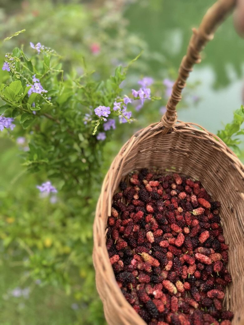 Mỹ Tâm thu hoạch nhiều xoài ở nhà vườn, cuộc sống hưởng thụ bao người mơ ước tại cơ ngơi hàng nghìn m2 - 12