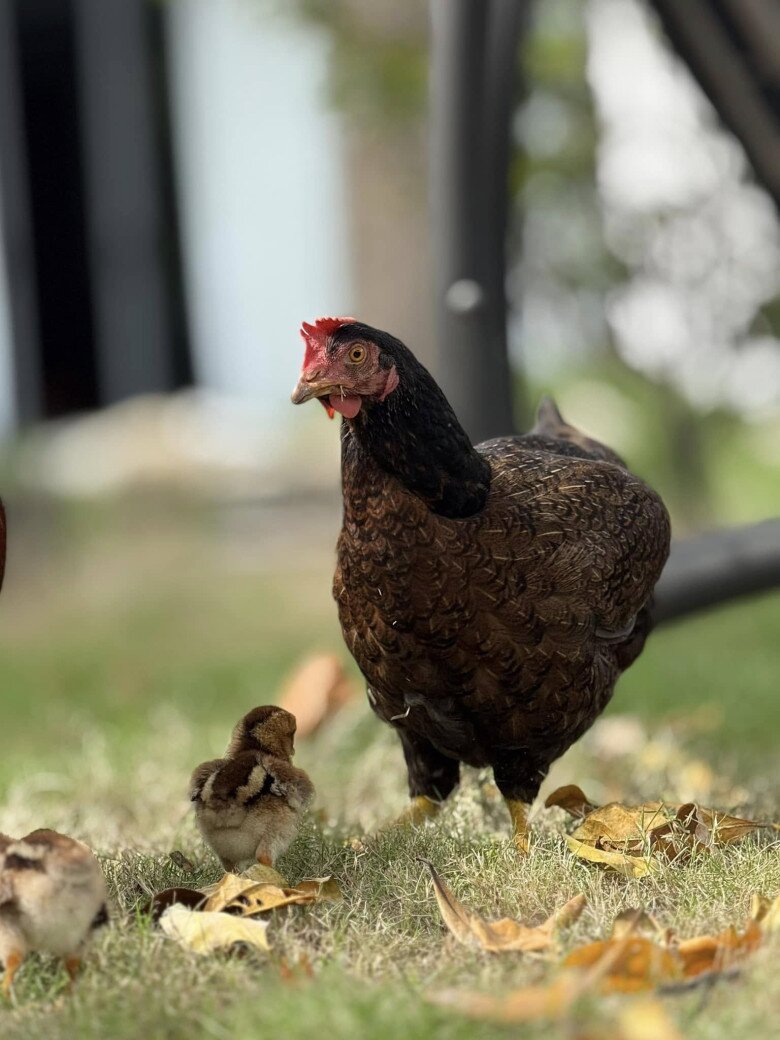 Không chỉ trồng cây, nữ ca sĩ còn nuôi gà tại nhà vườn. Đó là nơi không chỉ để trồng trọt, chăn nuôi mà còn là chốn để trở về, để cân bằng, để lắng mình lại giữa thiên nhiên.