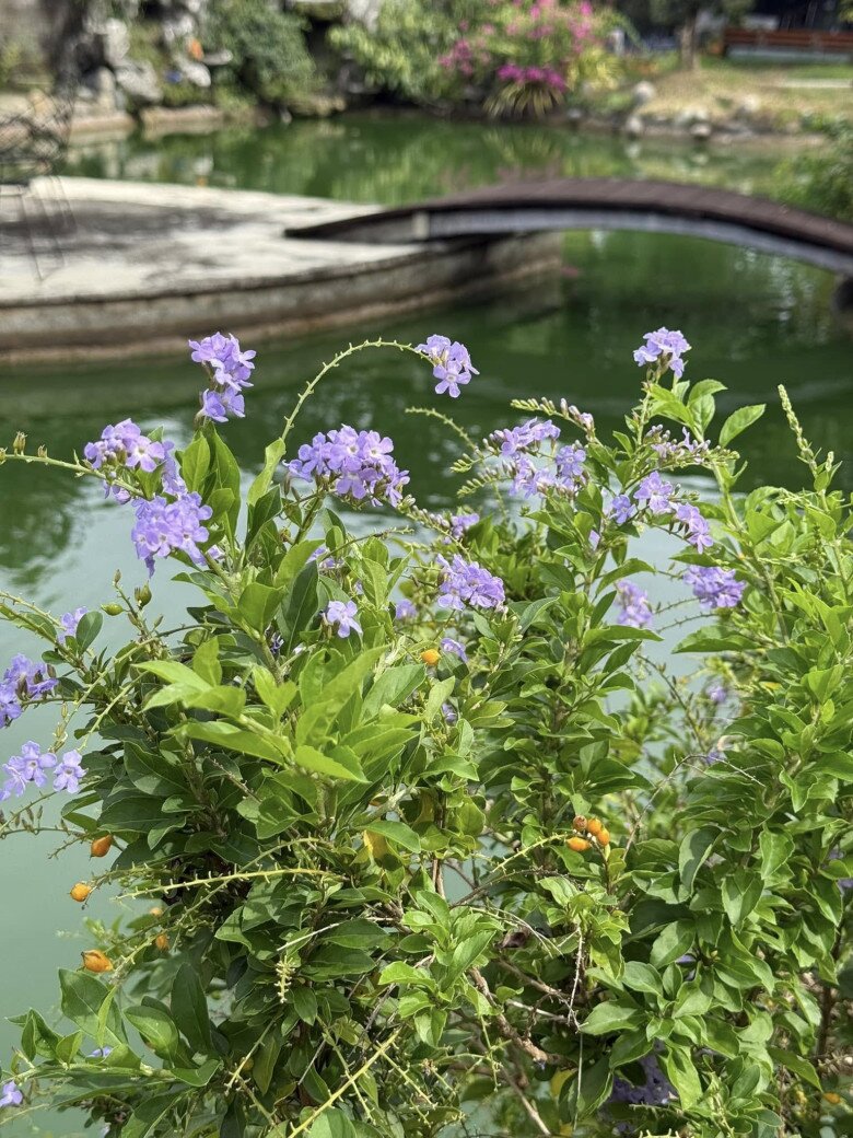 Được uống trà, ngắm hoa, thưởng cảnh tại cơ ngơi riêng của mình quả là một điều tuyệt vời mà nhiều người mơ ước. Với Mỹ Tâm, đó là một quá trình phấn đấu cũng như may mắn mà cô đã có được.