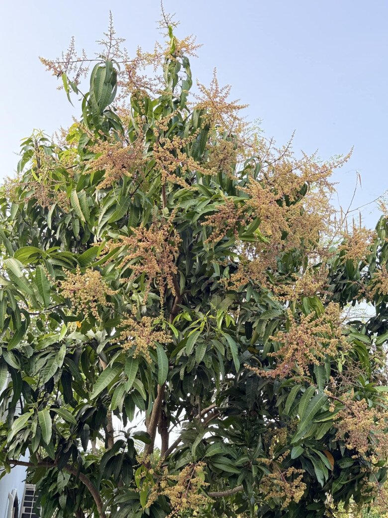 Mỹ Tâm thu hoạch nhiều xoài ở nhà vườn, cuộc sống hưởng thụ bao người mơ ước tại cơ ngơi hàng nghìn m2 - 6