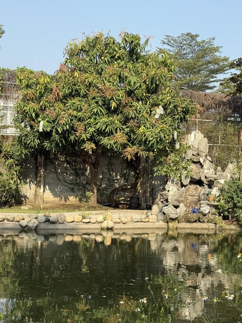 Mỹ Tâm thu hoạch nhiều xoài ở nhà vườn, cuộc sống hưởng thụ bao người mơ ước tại cơ ngơi hàng nghìn m2 - 4