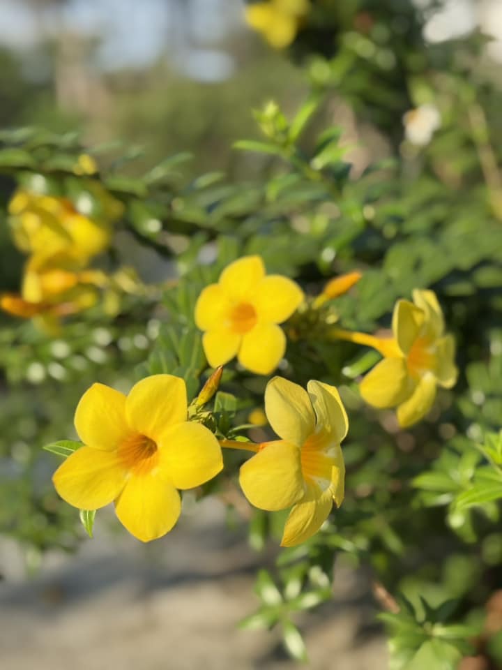 Sau ánh đèn sân khấu và những dự án âm nhạc bận rộn, Mỹ Tâm chọn sống chậm lại trong một không gian rộng lớn phủ đầy cây trái, hoa lá và thanh âm tự nhiên của cuộc sống.