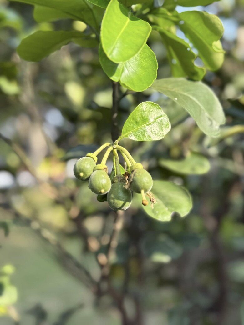 Mỹ Tâm thu hoạch nhiều xoài ở nhà vườn, cuộc sống hưởng thụ bao người mơ ước tại cơ ngơi hàng nghìn m2 - 18