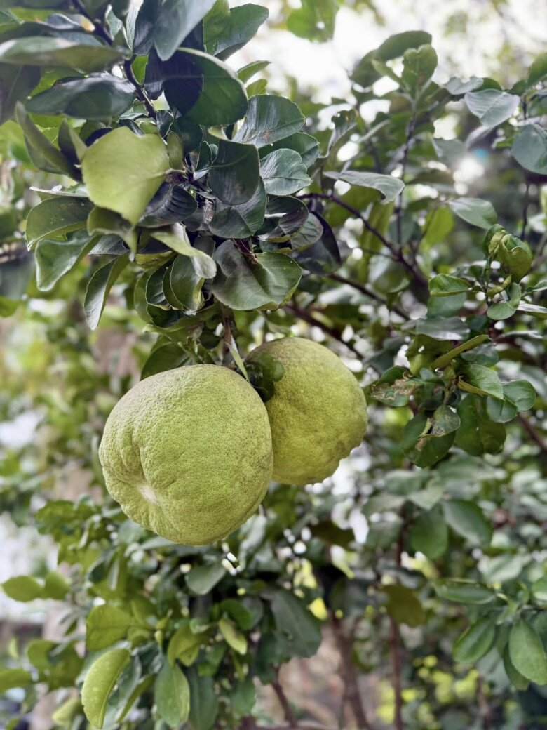 Mỹ Tâm thu hoạch nhiều xoài ở nhà vườn, cuộc sống hưởng thụ bao người mơ ước tại cơ ngơi hàng nghìn m2 - 8