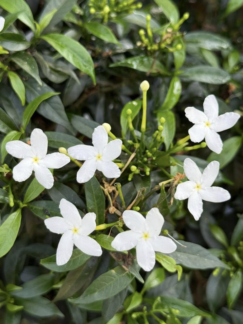 Mỹ Tâm thu hoạch nhiều xoài ở nhà vườn, cuộc sống hưởng thụ bao người mơ ước tại cơ ngơi hàng nghìn m2 - 20