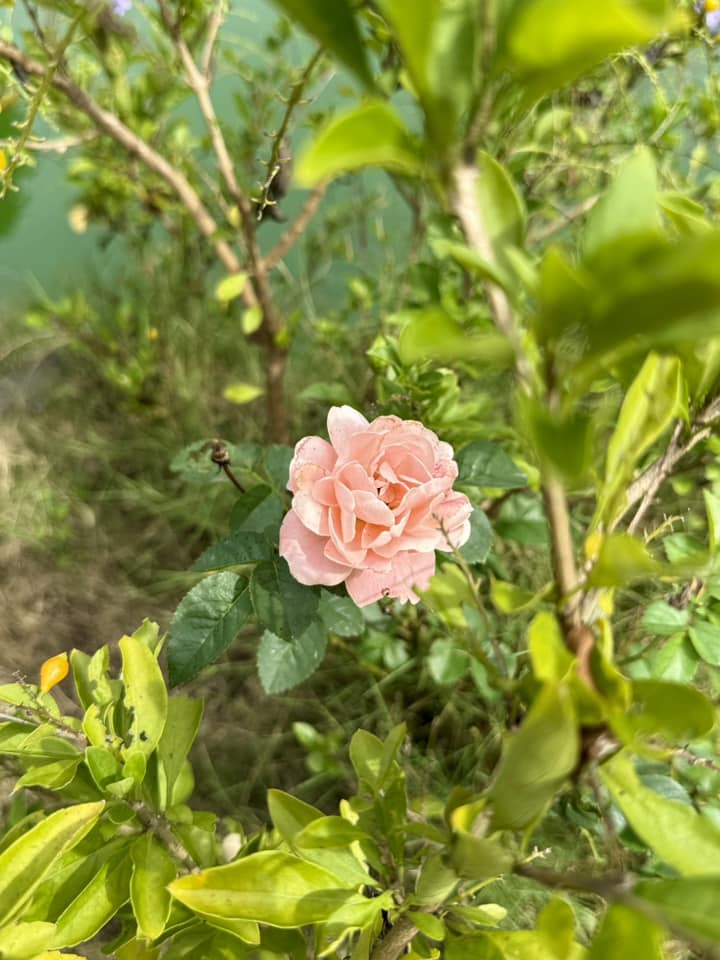 Mỹ Tâm thu hoạch nhiều xoài ở nhà vườn, cuộc sống hưởng thụ bao người mơ ước tại cơ ngơi hàng nghìn m2 - 14