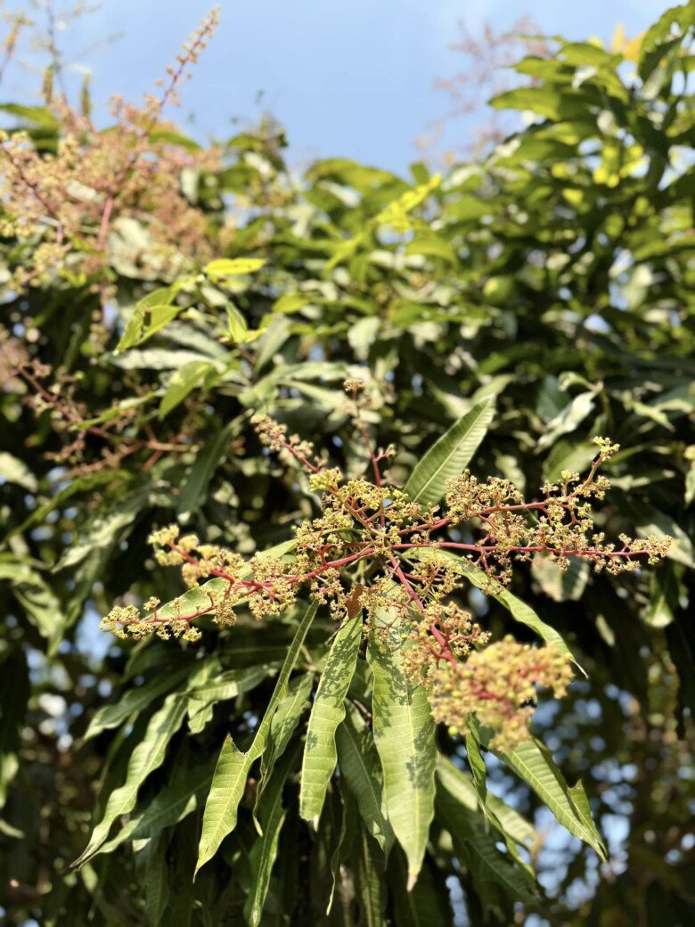 Hồi mùa xuân, cô từng chia sẻ cây xoài trổ nhiều bông, hứa hẹn một mùa bội thu và quả thật như vậy. Đến giờ, nữ ca sĩ đã có thể hái trái ăn.