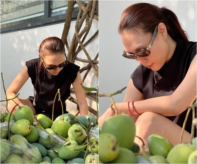 Mỹ Tâm bên những trái xoài được hái từ cây lớn trong vườn, da xanh, bóng và vẫn còn nguyên cuống. Cô yêu thành quả trồng trọt từ khu vườn và luôn tự hào khoe với mọi người.