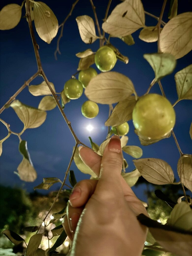 Mỹ Tâm thu hoạch nhiều xoài ở nhà vườn, cuộc sống hưởng thụ bao người mơ ước tại cơ ngơi hàng nghìn m2 - 11