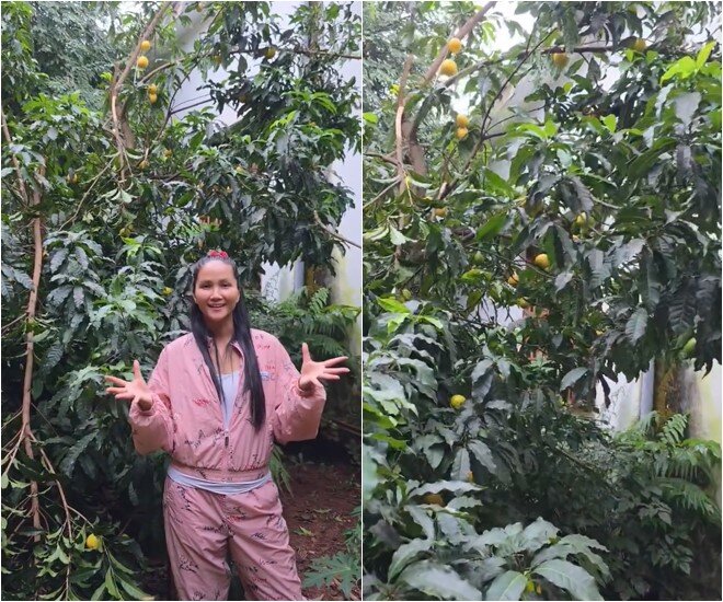 HHen Niê đứng trước một cây vú sữa hoàng kim sai trĩu quả. Cô cho biết nhà mình có 2 cây nhưng lạ lắm bởi 2 cây lá hoàn toàn khác nhau. Nhưng một cây không đủ ánh sáng nên không ra trái nhiều. Cây cô đang đứng cạnh thì ra rất nhiều trái.