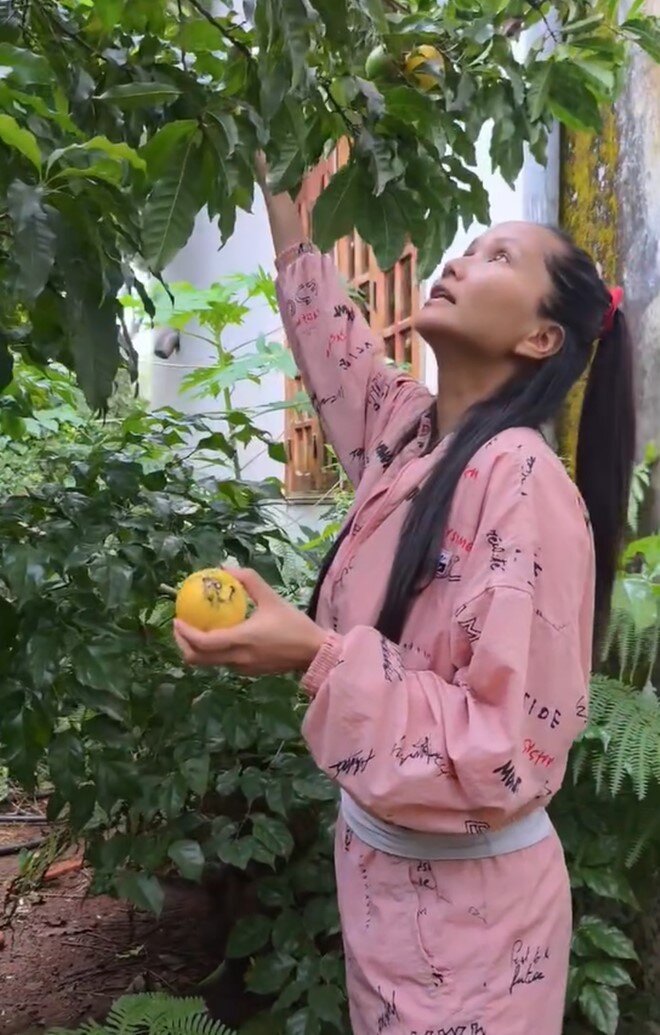 Cô cho biết mẹ mình cũng rất thích ăn vú sữa hoàng kim: Ăn bị dính đấy cả nhà ơi, tại vị của nó không quá ngọt, vừa phải, nên là dễ ăn nhiều lắm, hái xong là ăn hết. Mẹ của Hen ăn nhiều nha. Mẹ bảo là bữa hái mấy chục trái, mẹ ăn hết luôn. Mẹ mời là không có ai chịu ăn hết, sau mẹ ăn hết luôn.