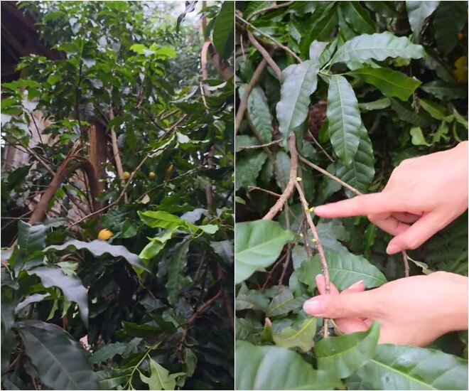 Một cành cây bị gãy đổ do đợt mưa gió làm cô thấy tiếc. Hoa hậu tiết lộ thêm vừa rồi nhà cô cũng đổ khá nhiều cây cà phê. Cây vú sữa đã có rất nhiều quả chín vàng nhưng vẫn tiếp tục ra hoa tiếp.