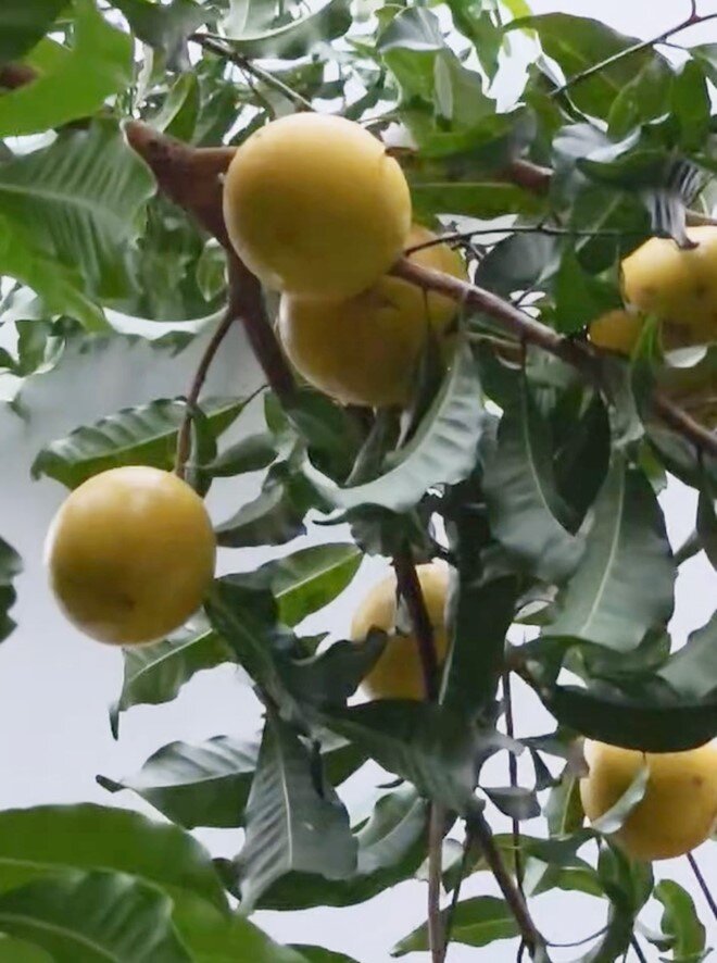 Một cành vú sữa hoàng kim sai lúc lỉu, toàn những trái đã chín vàng trông rất đẹp mắt. HHen Niê cho rằng ngay cả những trái hơi xanh vẫn ăn được, chỉ hơi cứng một chút.