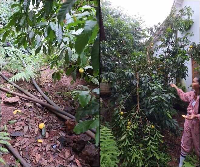 Trái chín rụng cả xuống đất. HHen Niê rất yêu những cây trái trong vườn. Cô tâm sự thêm rất thích đi chợ nông sản và mua cây giống về trồng.