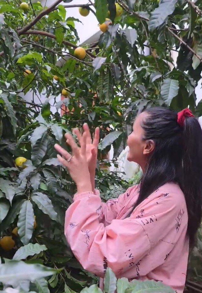 Người đẹp bày tỏ: Về kinh tế thì Hen không biết nha. Nhưng mà trái này Hen thấy trồng ở Tây Nguyên nếu mình làm vườn, canh tác đàng hoàng thì Hen thấy ra trái nhiều lắm đó. Nhà Hen là trồng chen giữa 2 cái nhà, giữa nhà xây với nhà sàn, lọt thỏm ở giữa mà nó đã ra trái đẹp như vậy rồi.