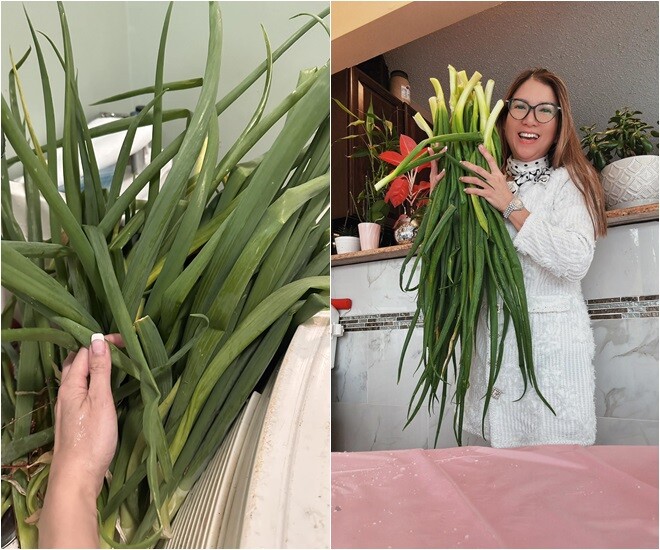 Ca sĩ Phạm Thanh Thảo thu hoạch hành lá “khổng lồ” nhà mình trồng. Nhiều người bất ngờ và bình luận: Trời ơi, hành khổng lồ, Ui là trời! Hành mà to thế này lần đầu chị thấy!, Quá đã luôn, “Trồng sao tốt vậy? Quá giỏi luôn”. 