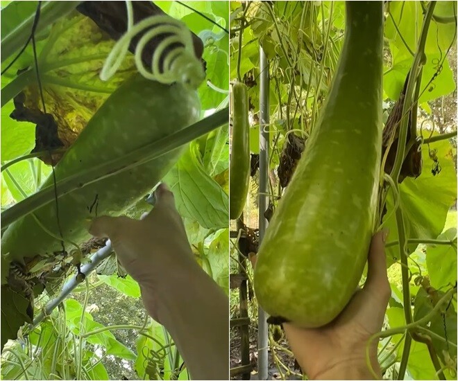 Nữ ca sĩ bày tỏ: Ông chồng tui ổng gắn được cái máy đẻ vô người là đúng nghĩa không có gì ổng không làm được. Vườn cây trái xum xuê. Quên chụp một vườn rau thơm các loại, hẹ, cần nước, hành lá các kiểu... Thêm 2 ô rau muống ăn hoài không hết nữa.Giỏi quá Sơn ơi!!!