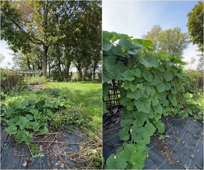 Hành lá amp;#34;khổng lồamp;#34; nhà Phạm Thanh Thảo làm mọi người tròn mắt, chồng đại gia mát tay trồng đủ loại trong vườn biệt thự - 3