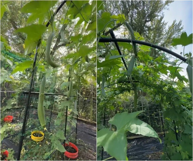 Trước đó, cô đăng tải nhiều loại quả trong khu vườn do ông xã trồng. Ở Mỹ nhưng vẫn đủ loại cây trái Việt Nam, nào mướp hương, bầu, khổ qua, tắc (quất), ớt... Cây nào cũng rất sai trái.