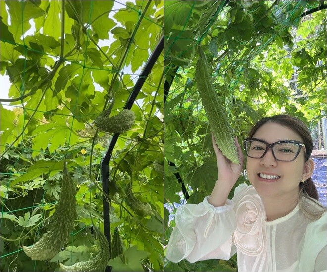 Trái khổ qua dài ngoằng khiến mọi người trêu chắc phải dồn nửa cân thịt. Ngoài rau củ quả, ông xã nữ ca sĩ còn trồng các loại cây gia vị.