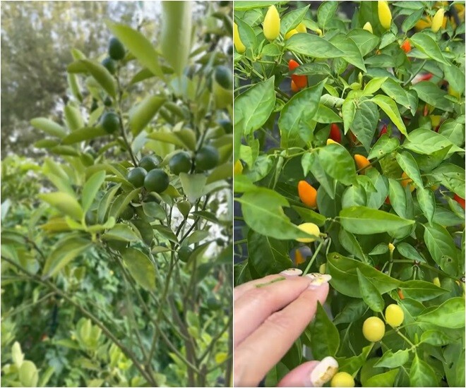 Hành lá amp;#34;khổng lồamp;#34; nhà Phạm Thanh Thảo làm mọi người tròn mắt, chồng đại gia mát tay trồng đủ loại trong vườn biệt thự - 7