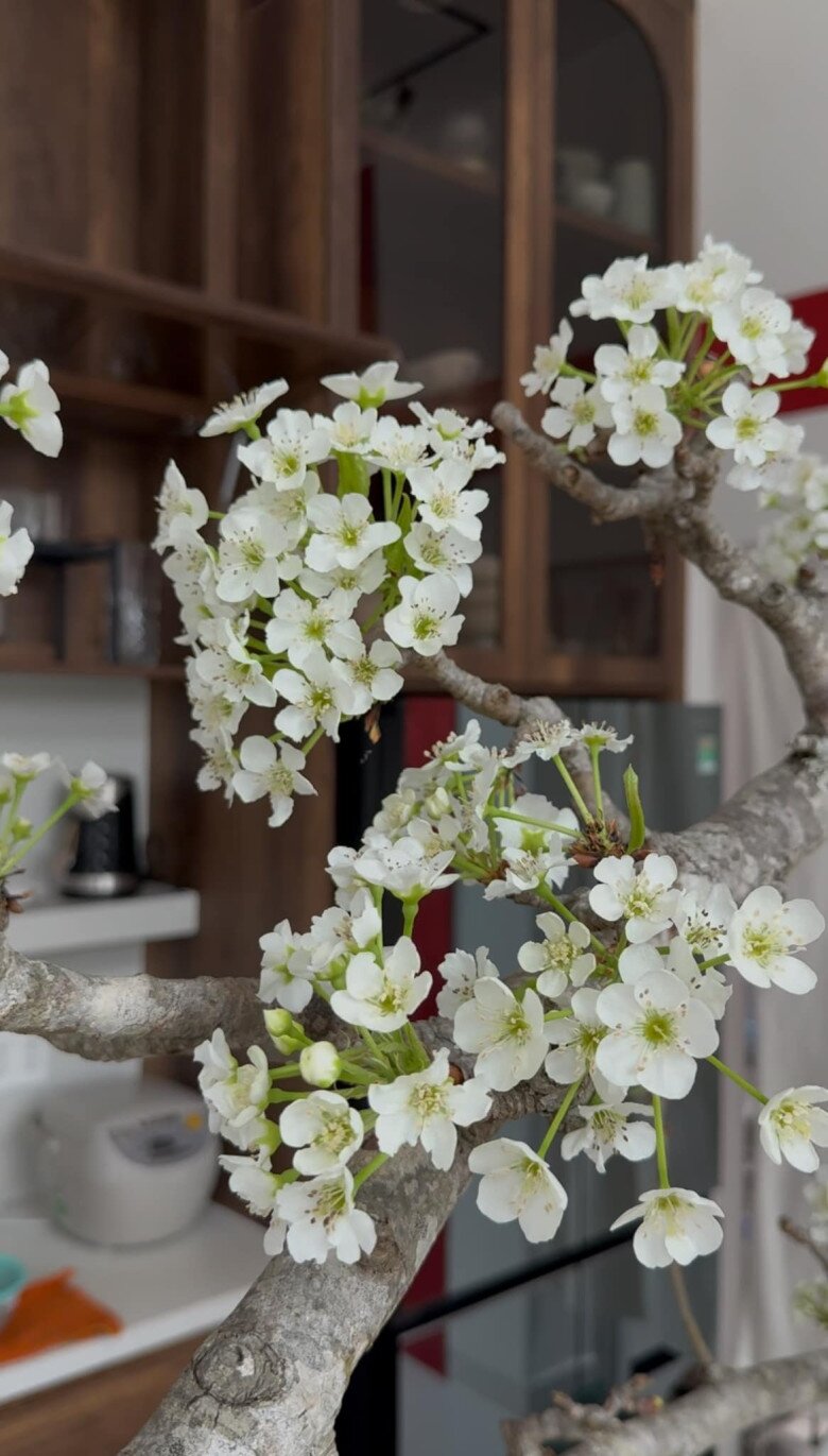 Bà mẹ 4 con hồi hộp ngắm cành củi khô từng ngày biến hình thành cành lê với những bông hoa trắng muốt. Cô hóm hỉnh rằng ngày đầu cắm trông xấu thật, như cái tay bị cùi nhưng những ngày sau hoa mọc lên từng chùm rất đẹp.