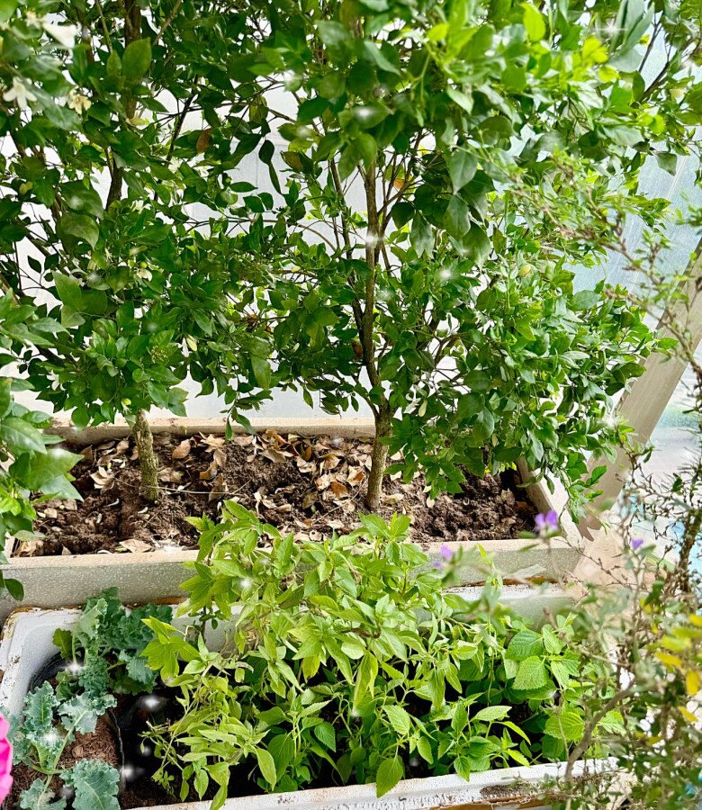 Vợ Đại úy của NSND Tự Long khoe khu vườn trên cao ngày mưa bão vẫn amp;#34;tươi xanh, thơm ngát như chủ nhàamp;#34; - 10