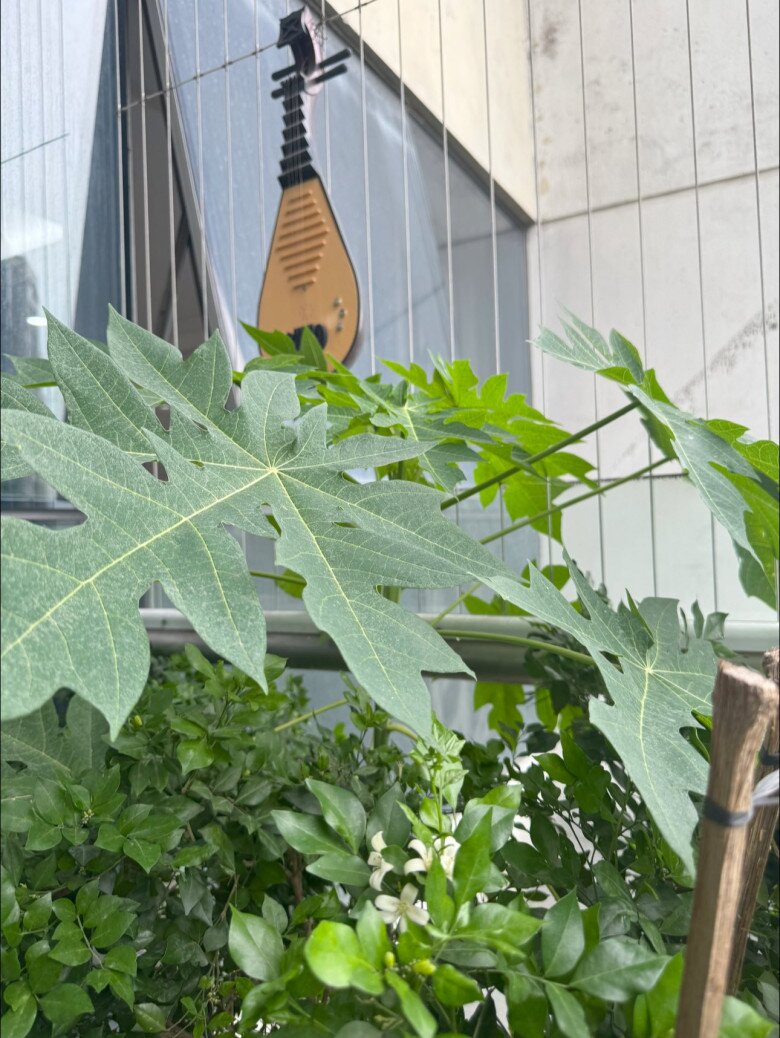 Bên cạnh còn có đu đủ, một cây đàn tỳ bà treo ngay ngoài ban công - hình ảnh dung dị nhưng thể hiện rất rõ cá tính nghệ sĩ trong không gian sống của vợ chồng nam nghệ sĩ.