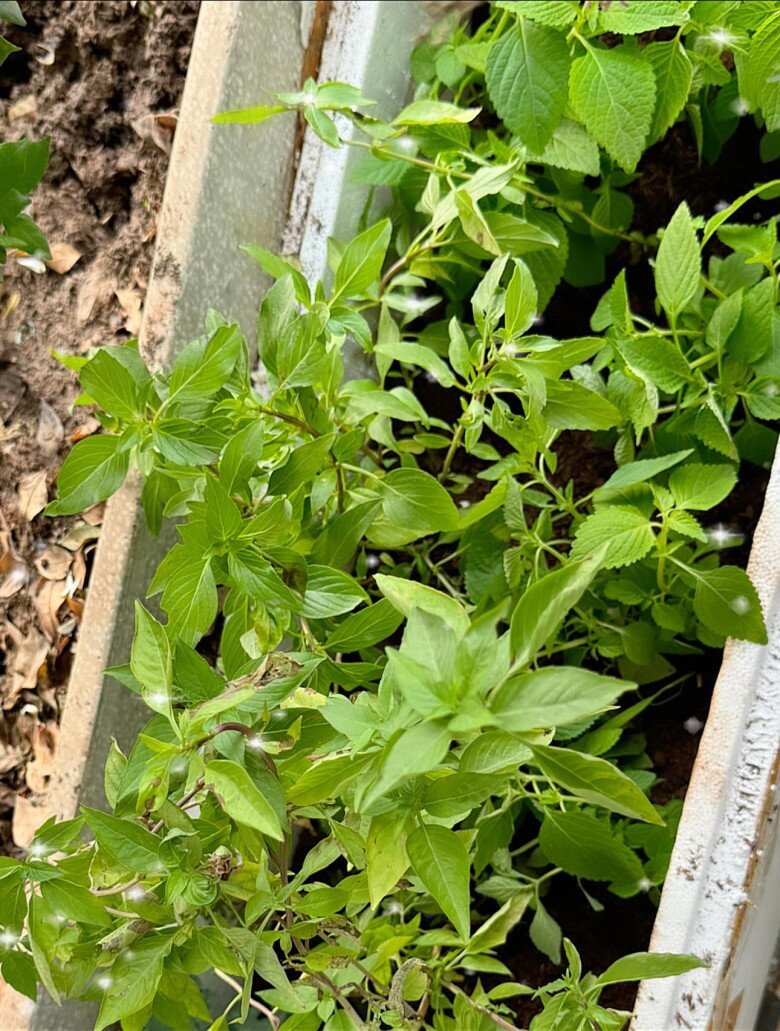 Vợ Đại úy của NSND Tự Long khoe khu vườn trên cao ngày mưa bão vẫn amp;#34;tươi xanh, thơm ngát như chủ nhàamp;#34; - 8