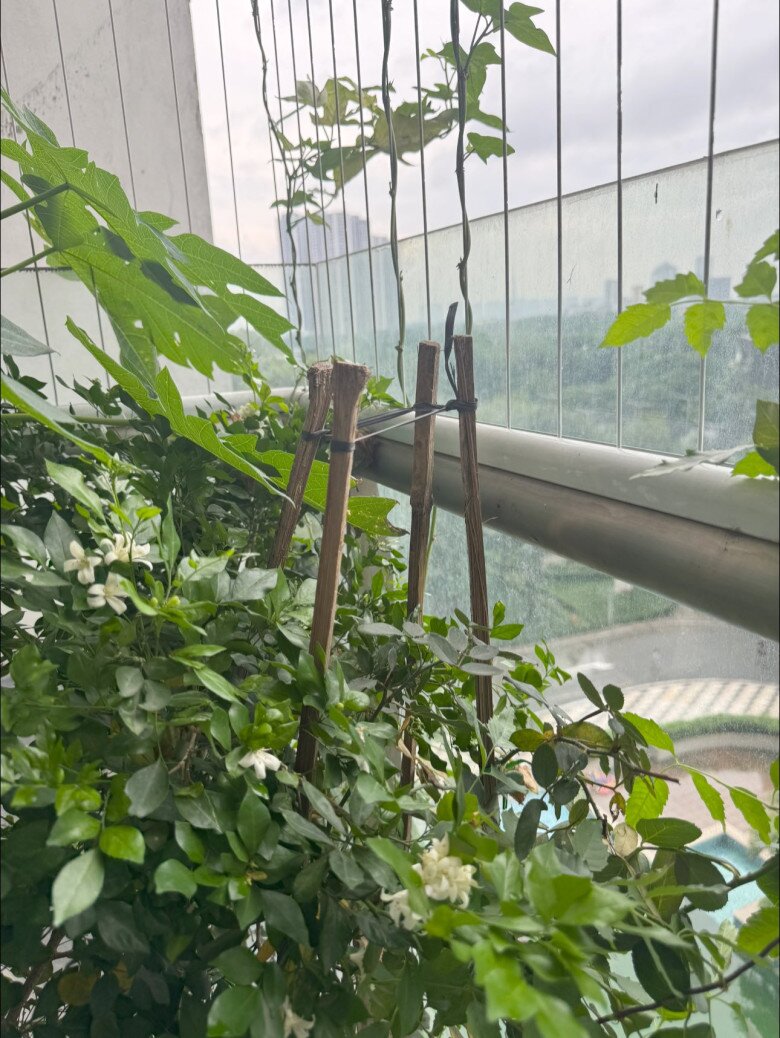 Vợ Đại úy của NSND Tự Long khoe khu vườn trên cao ngày mưa bão vẫn amp;#34;tươi xanh, thơm ngát như chủ nhàamp;#34; - 5