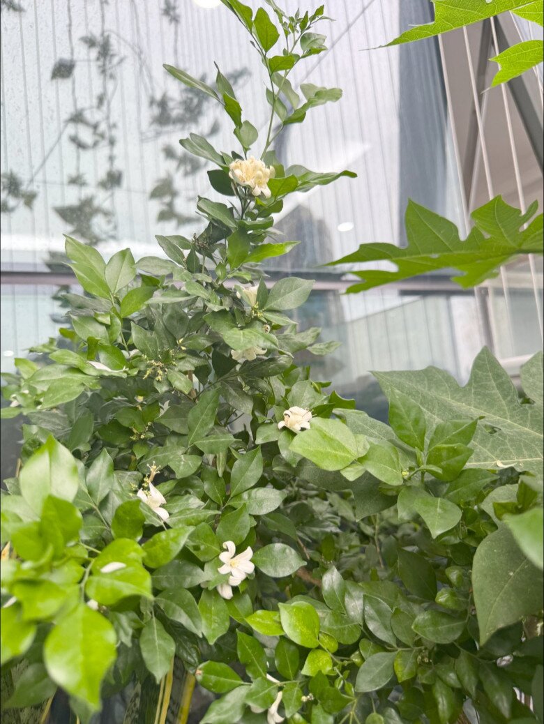 Vợ Đại úy của NSND Tự Long khoe khu vườn trên cao ngày mưa bão vẫn amp;#34;tươi xanh, thơm ngát như chủ nhàamp;#34; - 3