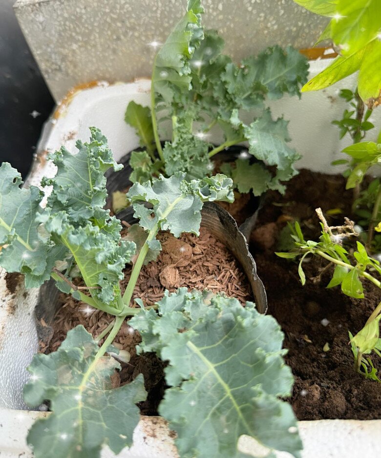 Những thùng xốp được tận dụng làm khu vườn rau sạch, với đầy đủ: Rau húng, tía tô, húng quế, cải kale, ớt… mọc lên xanh tốt.