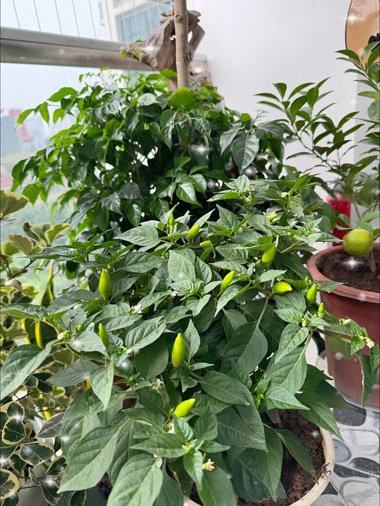 Cây ớt sai trái, quả mập mạp xanh non chen nhau dưới tán lá. Gia đình nam nghệ sĩ vừa trồng tạo khoảng xanh, vừa làm cây gia vị.