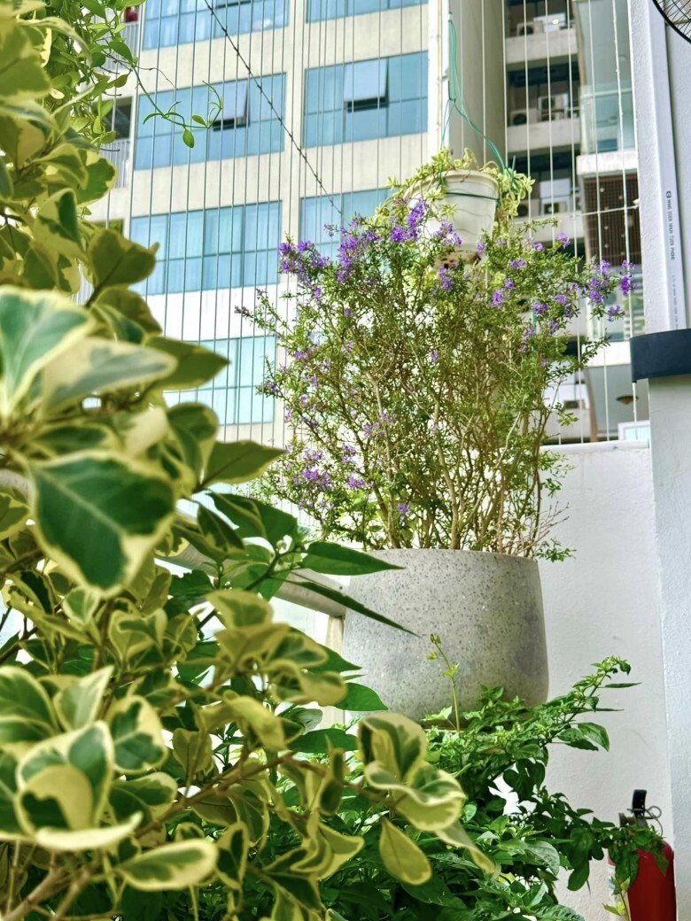 Vợ Đại úy của NSND Tự Long khoe khu vườn trên cao ngày mưa bão vẫn amp;#34;tươi xanh, thơm ngát như chủ nhàamp;#34; - 19