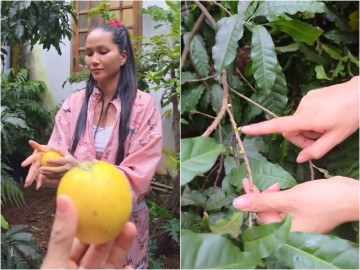 Nhà "Hoa hậu nghèo nhất Việt Nam" ở quê có loài cây nghe tên rất sang trọng, mẹ cô ăn hết mấy chục trái