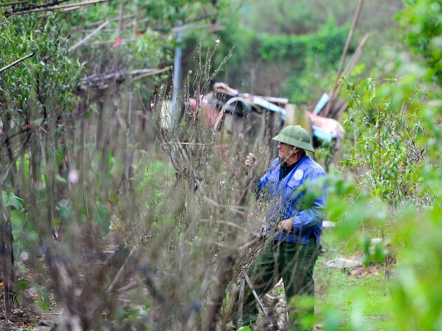 Người Nhật Tân tất bật tuốt lá đào, vào chậu đón Tết