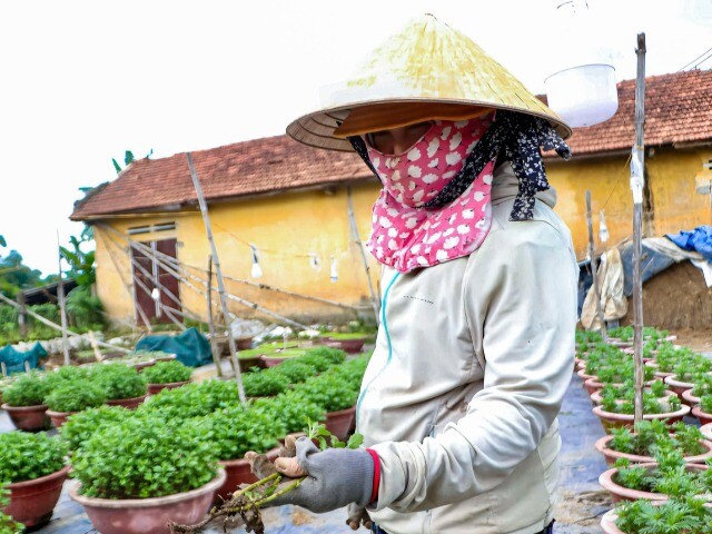 Người trồng cúc Đà Nẵng lao đao vì hoa thối rễ, khó cứu trước Tết
