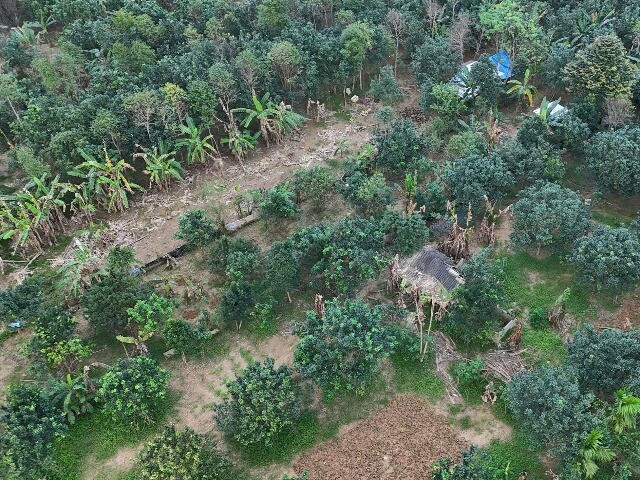 Xác xơ những khu vườn trồng đặc sản "tiến vua" ở Huế sau lũ