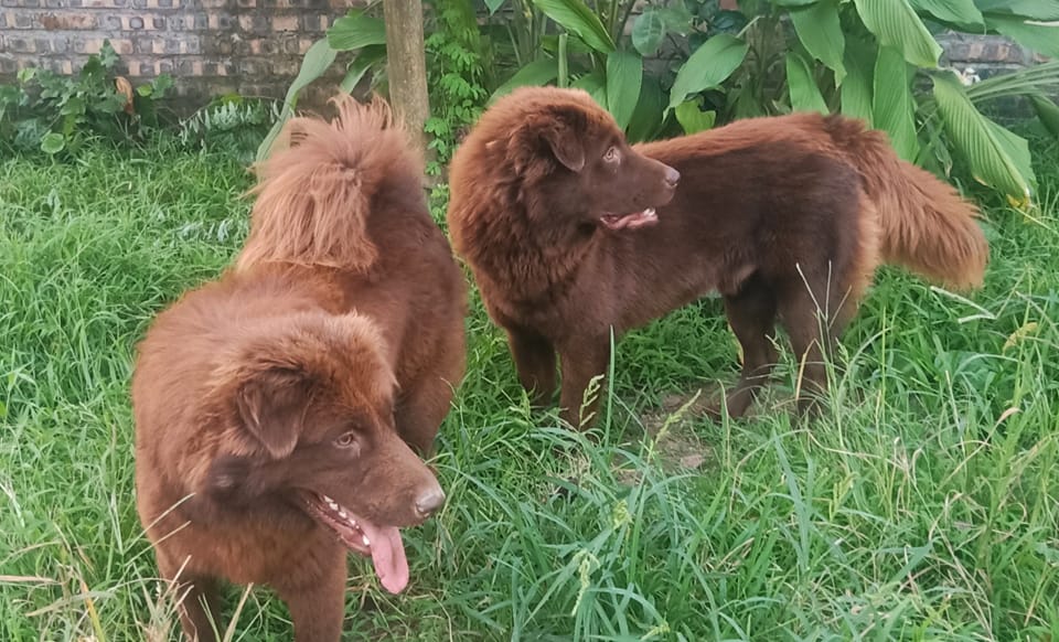 Một chú chó Bắc Hà trưởng thành có giá bán từ 10 triệu đồng trở lên, mẫu mã đẹp có thể trên 20 triệu đồng.