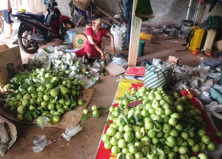 Chị Lương bận rộn lựa chọn từng quả ổi trước khi giao hàng 